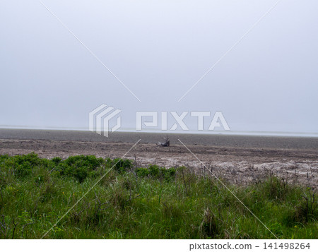 Grass that grows in wetlands Grass that grows in wetlands 141498264