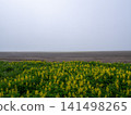 A wetland and the sea, where yellow flowers bloom. 141498265