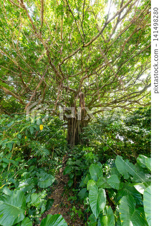Kikaijima Island Banyan Tree Kikaijima Island Banyan Tree 141498280