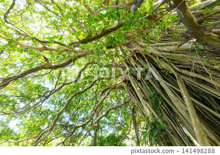Kikaijima Island Banyan Tree 141498288