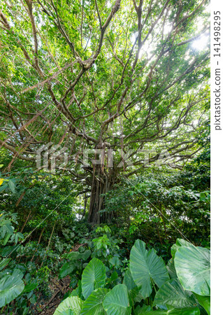 Kikaijima Island Banyan Tree Kikaijima Island Banyan Tree 141498295