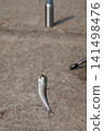 釣到的魚 141498476