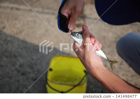 漁夫從魚鉤上取下一條沙丁魚。 漁夫從魚鉤上取下一條沙丁魚。 141498477
