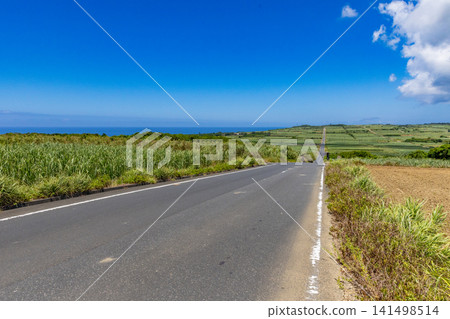 喜界島:一條兩旁種滿甘蔗的道路 喜界島:一條兩旁種滿甘蔗的道路 141498514