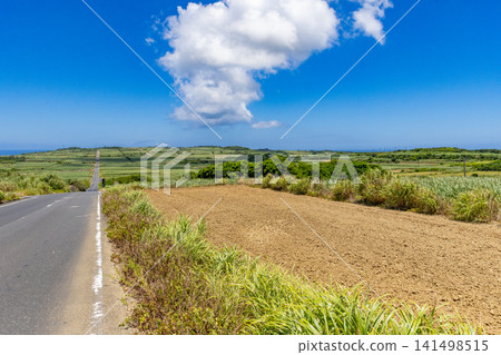 喜界島：一條兩旁種滿甘蔗的道路 141498515