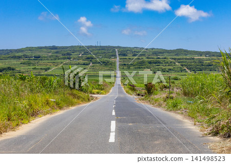 Kikaijima Island: A single road lined with sugarcane Kikaijima Island: A single road lined with sugarcane 141498523