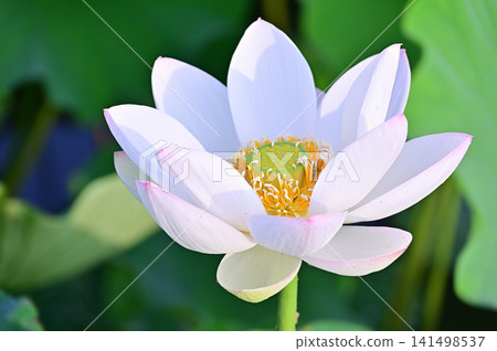 白蓮花 白蓮花 141498537