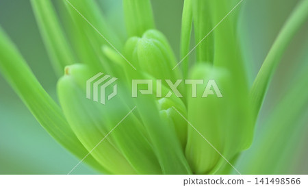 Lily buds before blooming Lily buds before blooming 141498566