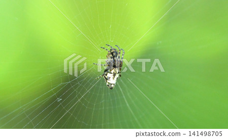 A type of orb-weaver spider perched on a spiderweb A type of orb-weaver spider perched on a spiderweb 141498705
