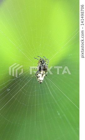 A type of orb-weaver spider perched on a spiderweb A type of orb-weaver spider perched on a spiderweb 141498706