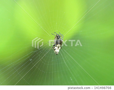 A type of orb-weaver spider perched on a spiderweb A type of orb-weaver spider perched on a spiderweb 141498708