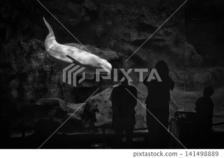 水族館裡的一頭白鯨和遊客的剪影 水族館裡的一頭白鯨和遊客的剪影 141498889