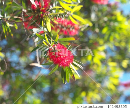 Bottlebrush trees lining the streets of Nice Bottlebrush trees lining the streets of Nice 141498895