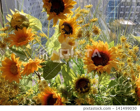 Windowside sunflower Windowside sunflower 141499030