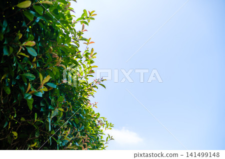 A summer scene I found during a walk. A summer scene I found during a walk. 141499148