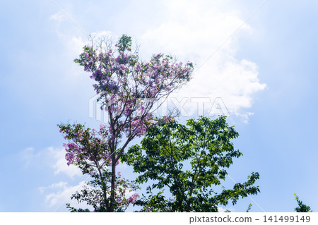 A summer scene I found during a walk. A summer scene I found during a walk. 141499149