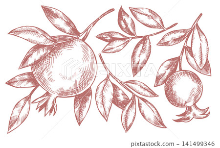 Pomegranate fruit and branches. Sketch illustration. Vintage drawing. Pomegranate fruit and branches. Sketch illustration. Vintage drawing. 141499346