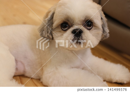 西施 西施 141499376