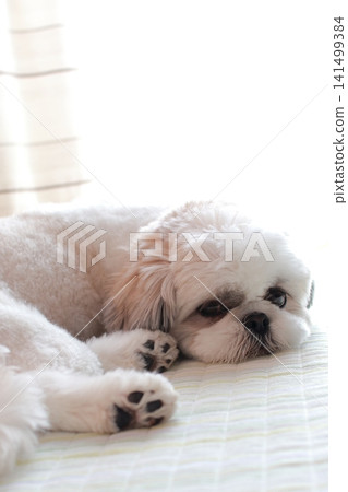 西施 西施 141499384