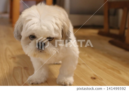 Shih tzu 141499392