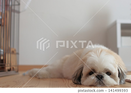 Shih tzu Shih tzu 141499393