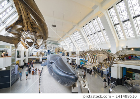 The Natural History Museum, London, Mammal Gallery: Blue whale model and whale skeleton exhibit. The Natural History Museum, London, Mammal Gallery: Blue whale model and whale skeleton exhibit. 141499510