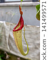 Nepenthes, an evergreen vine, is a carnivorous plant (family Nepenaceae). 141499571
