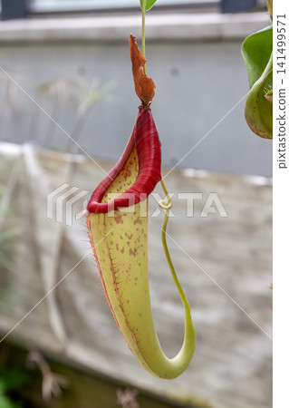 Nepenthes, an evergreen vine, is a carnivorous plant (family Nepenaceae). Nepenthes, an evergreen vine, is a carnivorous plant (family Nepenaceae). 141499571