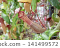 Nepenthes, an evergreen vine, is a carnivorous plant (family Nepenaceae). 141499572