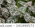 Hypoestes has fine white variegation on its leaves, making it aesthetically pleasing. 141499573