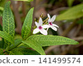 Copsis fruticosa, with its beautiful pale pink flowers, has sap that can be used as arrow poison. 141499574