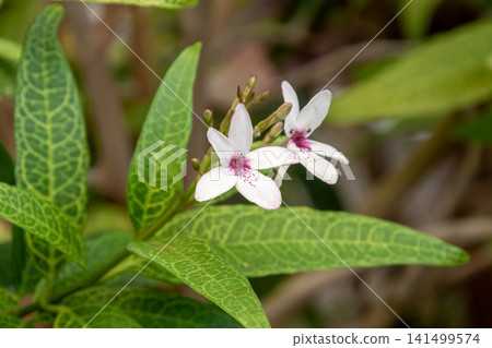 Copsis fruticosa, with its beautiful pale pink flowers, has sap that can be used as arrow poison. Copsis fruticosa, with its beautiful pale pink flowers, has sap that can be used as arrow poison. 141499574