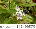 Copsis fruticosa, with its beautiful pale pink flowers, has sap that can be used as arrow poison. 141499575
