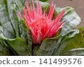 Aechmea fasciata has very beautiful flower bracts, and the zebra pattern on its leaves is also interesting. 141499576