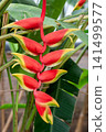 Heliconia rostrata has bracts that resemble lobster claws. 141499577