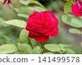 A beloved garden rose, the English rose is nearing full bloom. 141499578