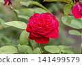 A beloved garden rose, the English rose is nearing full bloom. 141499579