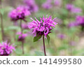 Monarda (bergamot), with its strongly aromatic leaves and stems, is a herb. 141499580
