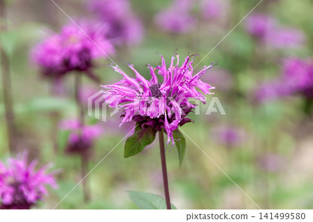 Monarda (bergamot), with its strongly aromatic leaves and stems, is a herb. Monarda (bergamot), with its strongly aromatic leaves and stems, is a herb. 141499580