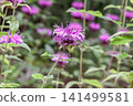 Monarda (bergamot), with its strongly aromatic leaves and stems, is a herb. 141499581