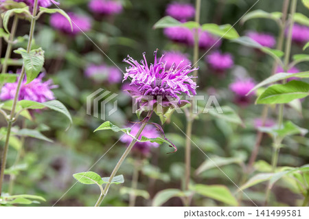 Monarda (bergamot), with its strongly aromatic leaves and stems, is a herb. Monarda (bergamot), with its strongly aromatic leaves and stems, is a herb. 141499581