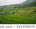 ecology travel with camping outdoor relax in rice field at chiangmai thailand in raining season 141499676