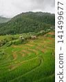 ecology travel with camping outdoor relax in rice field at chiangmai thailand in raining season 141499677