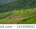 ecology travel with camping outdoor relax in rice field at chiangmai thailand in raining season 141499682