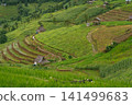 ecology travel with camping outdoor relax in rice field at chiangmai thailand in raining season 141499683