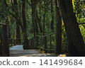 travel and people activity concept with hiking in tropical forest on mountain 141499684