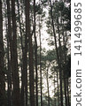travel and people activity concept with hiking in tropical forest with pine tree on mountain 141499685