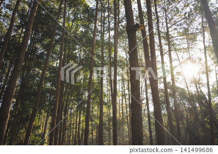 travel and people activity concept with hiking in tropical forest with pine tree on mountain 141499686