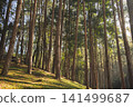 travel and people activity concept with hiking in tropical forest with pine tree on mountain 141499687