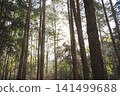 travel and people activity concept with hiking in tropical forest with pine tree on mountain 141499688